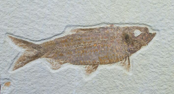 Knightia Fossil Fish - Wyoming #7599
